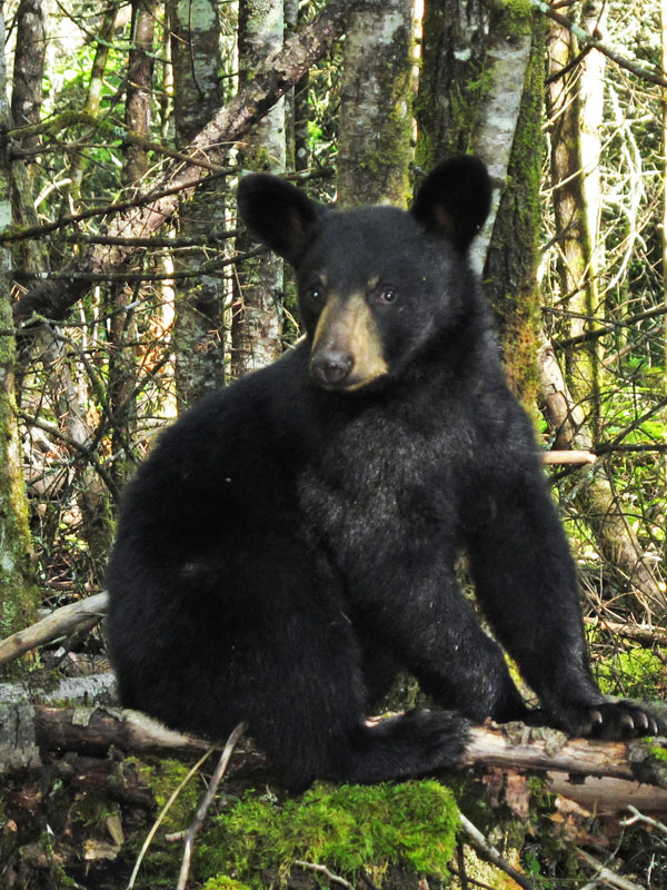 Junes_female_cub_-_20110728