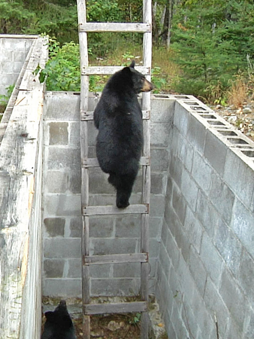 Junes_female_cub_climbs_out_-_20110903