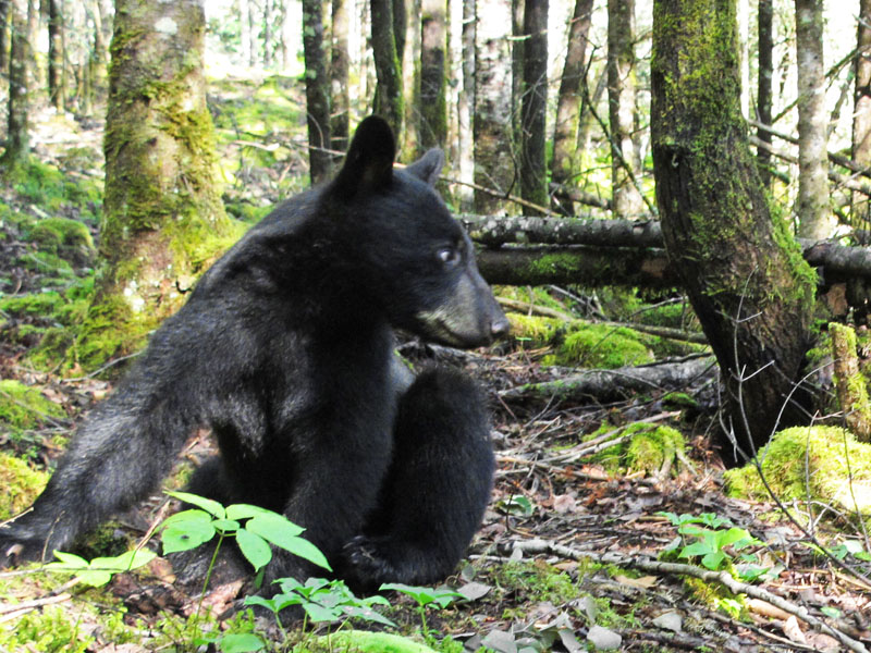 Junes_male_cub_-_20110728