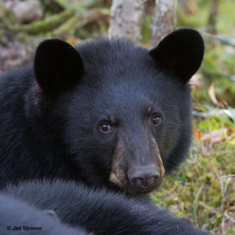Junes male_cub_-_20111003