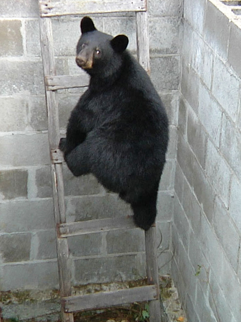 Junes_male_cub_climbs_out_-_20110903