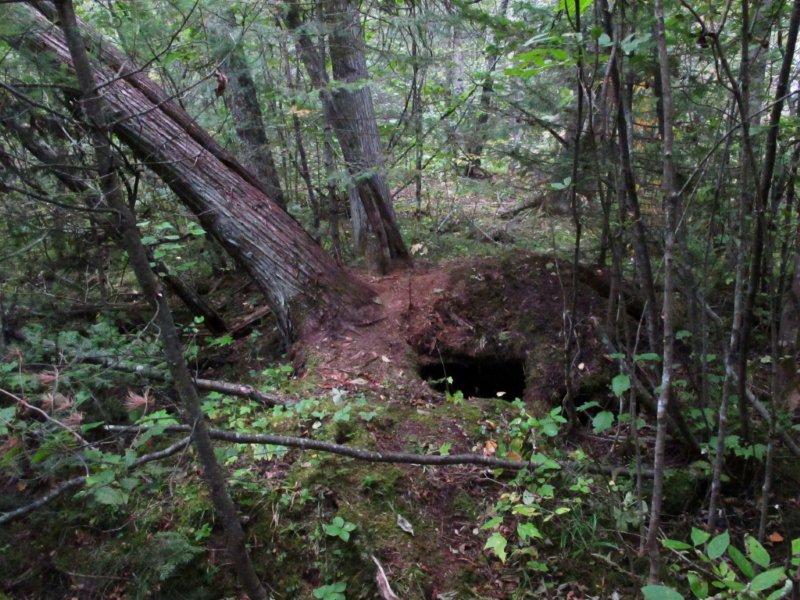 Leaning_cedar_9-18-11