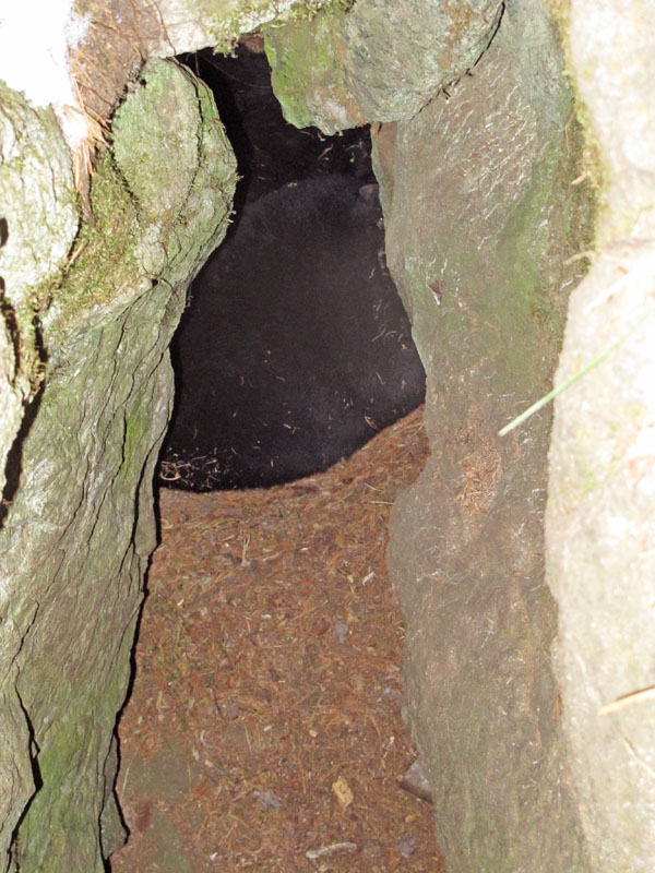 Lily & Faith in den - Dec 3, 2011