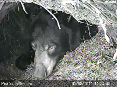 Lily_-_20110105_113448