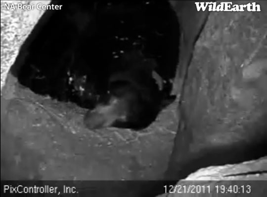 Lily re-positioning - Dec 21, 2011