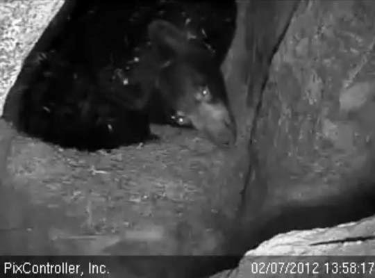 Lily looks up in her den - Feb 7, 2012