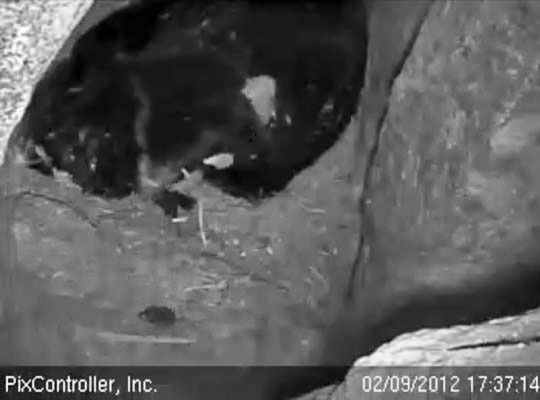 Lily about to swat vole - Feb 9, 2012