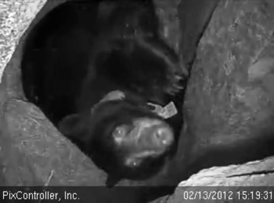 Lily looks out of den - Feb 13, 2012