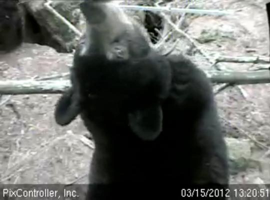 Lily stretches back - March 15, 2012