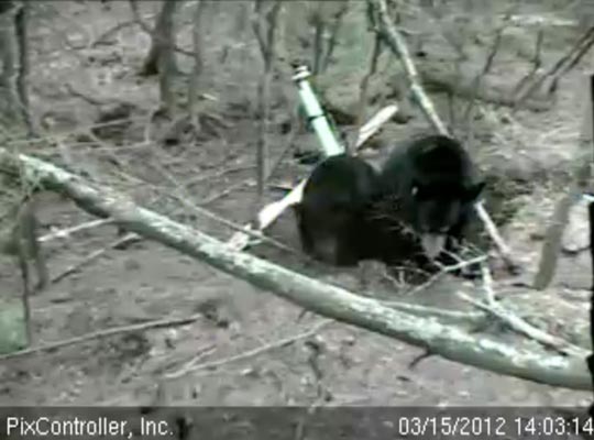 Lily carries branch into den - March 15, 2012