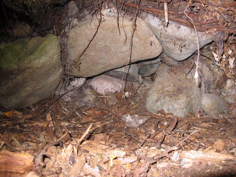 Lily's 2010 den - Aug 7, 2012