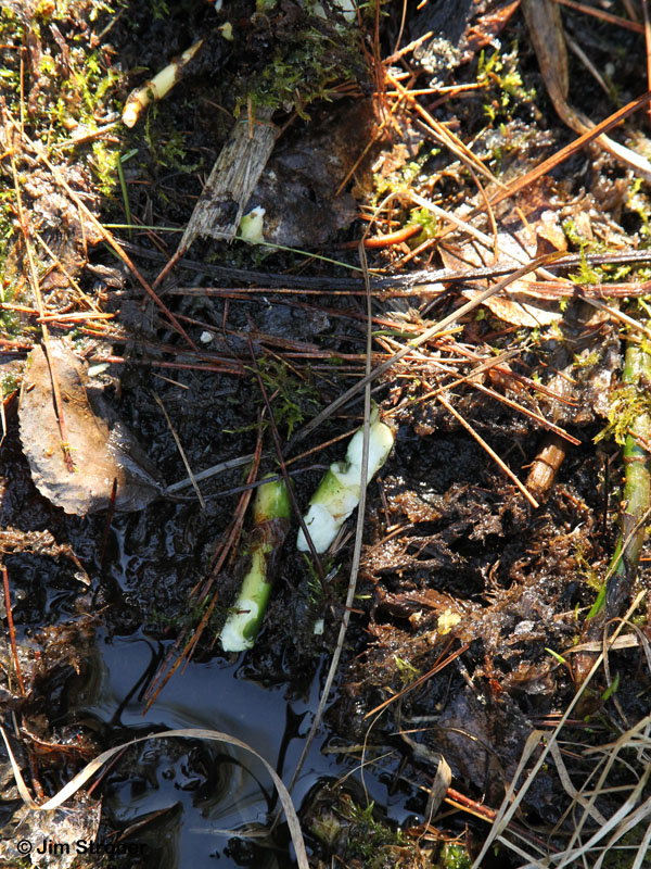 Wild calla munched by Lily and Faith - April 6, 2012