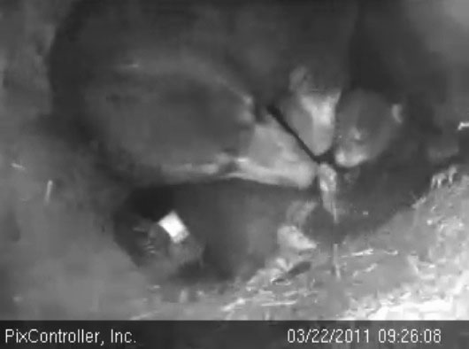 Lily_Hope_and_Faith_-_20110322_092608