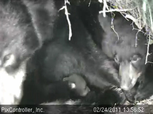 Lily_Hope_and_cub_-_20110224_135852