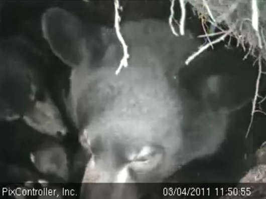 Lily_Hope_and_cub_-_20110304_115055