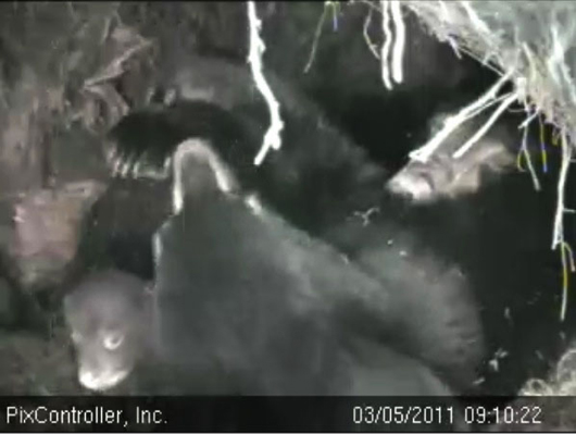 Lily_Hope_and_cub_-_20110305_091022