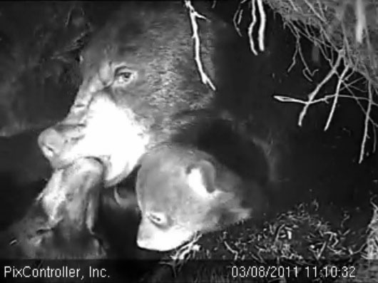 Lily_Hope_and_cub_-_20110308_111032