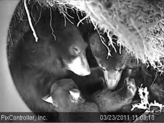 Lily_Hope_and_cub_-_20110323_110818