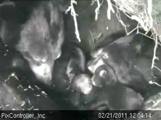 Lily_Hope_and_cubs_-_20110221_120414