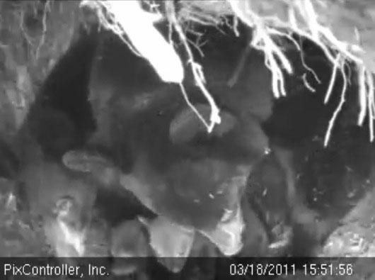 Lily_Hope_and_cubs_-_20110318_155156