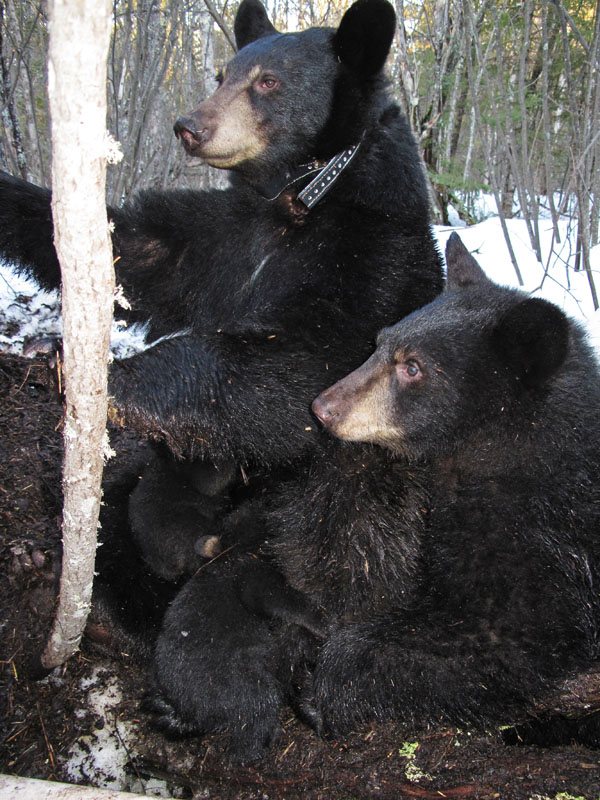 Lily_Hope_and_cubs_outside_den_-_20110317