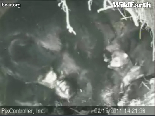 Lily_Hope_with_cub_-_20110215_142136