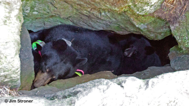 Lily and_Faith_in_rock_den_-_20111003