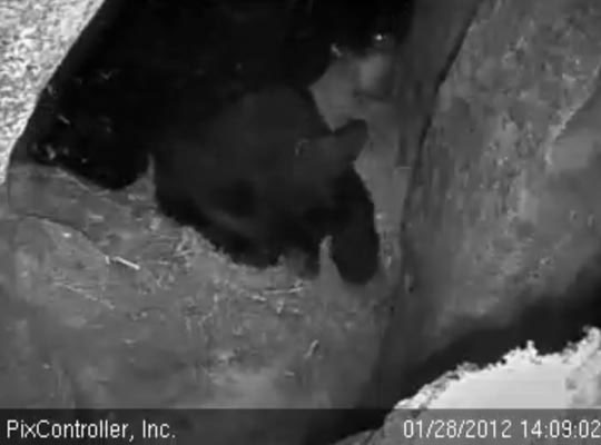 Lily watches Faith rake bedding - Jan 28, 2012