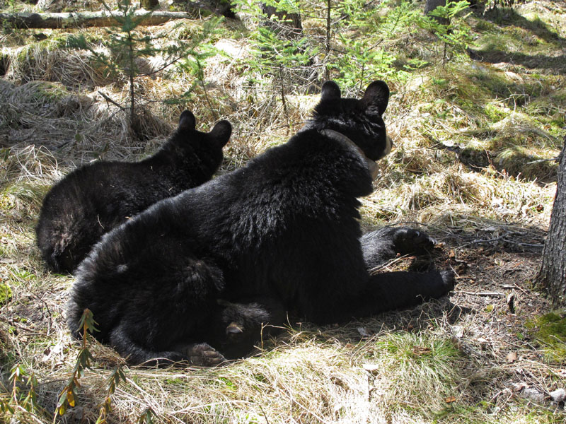 Lily_and_Hope_alert_-_20110429