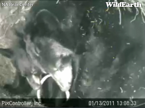 Lily_and_Hope_chewing_collar_-_20110113_130833