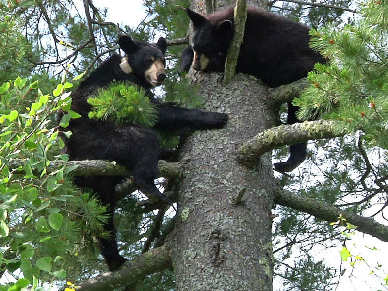 Lily_and_Hope_in_tree_-_20110704