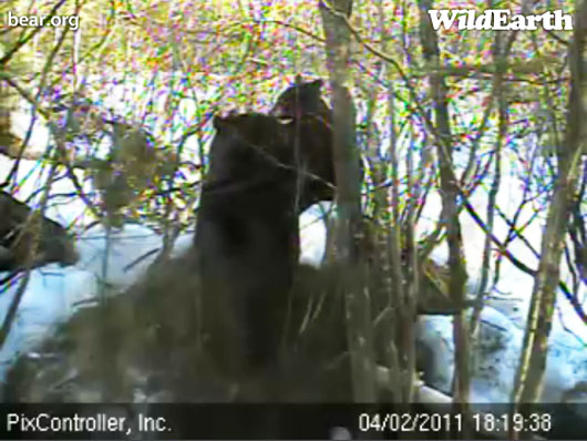 Lily_and_Hope_on_den_-_20110402_181938