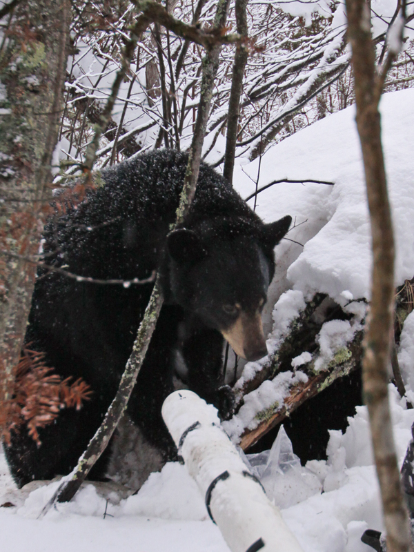 Lily_and_camera_-_20101230