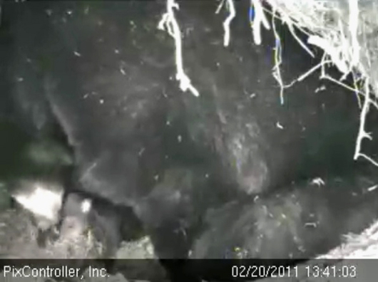 Lily_and_cub_-_20110220_134103