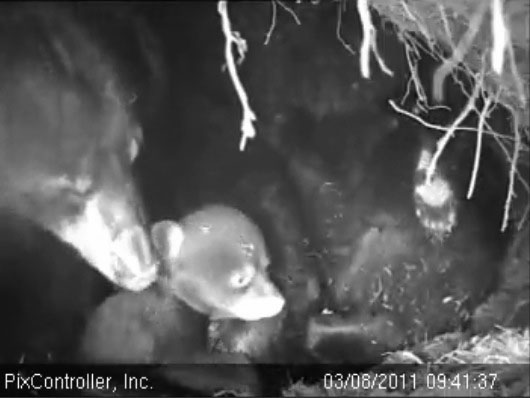 Lily_and_cub_-_20110308_094137