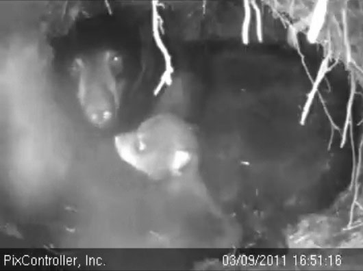 Lily_and_cub_-_20110309_165116