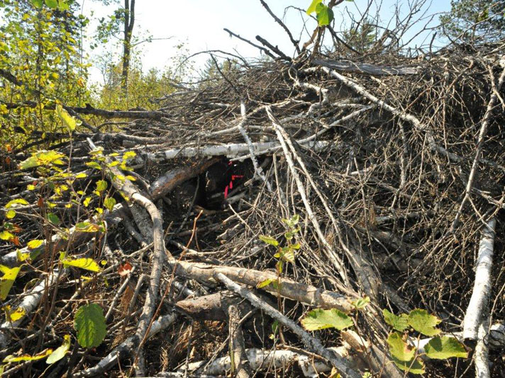 Lily's brush pile den - Sept 10, 2012