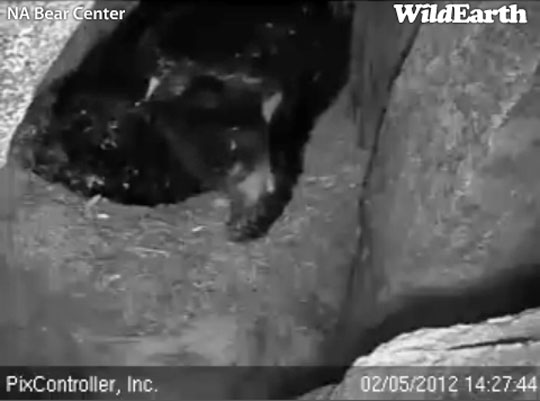 Lily chewing footpads - Feb 5, 2012