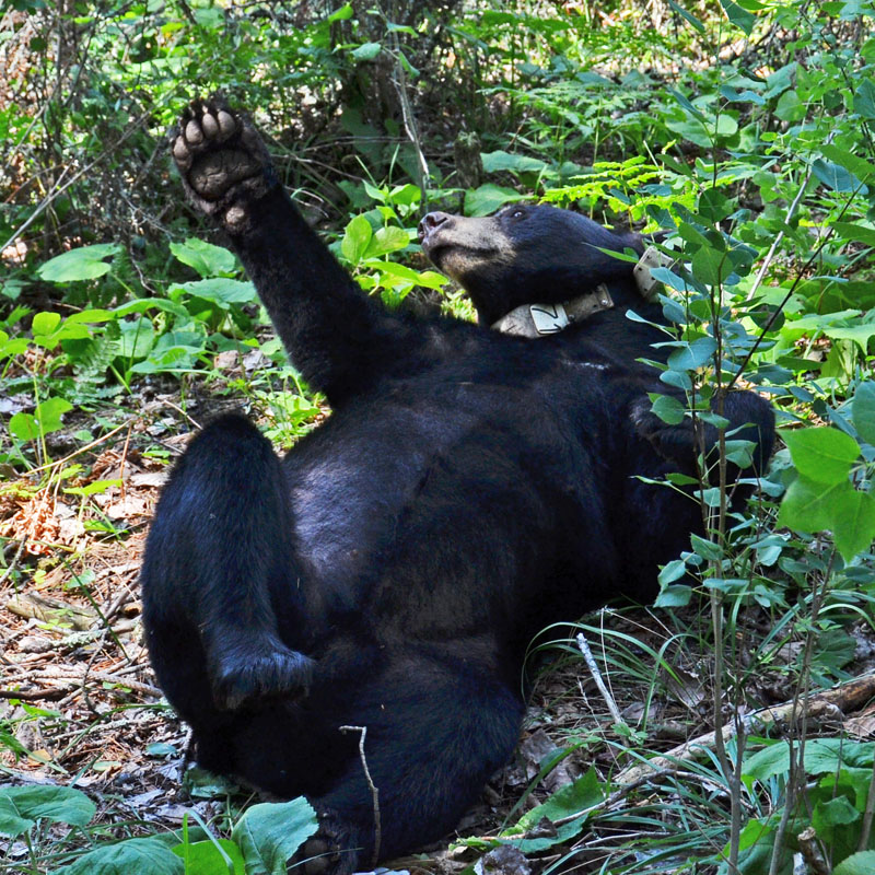 Lily contemplating the universe - July 16, 2012