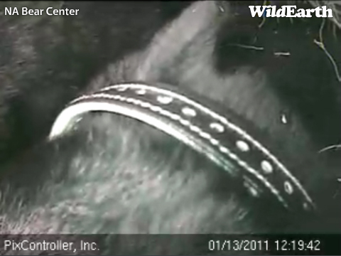 Lily_collar_coming_off_-_20110113