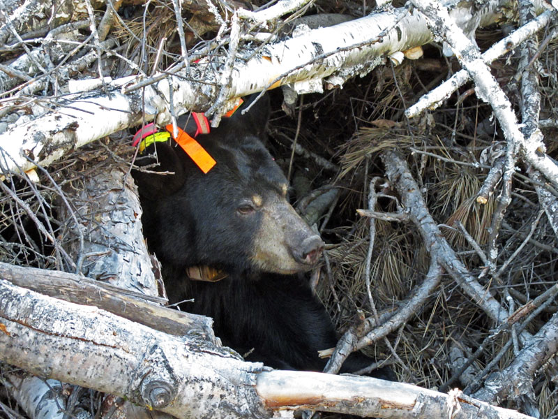Lily comes out of her den - Oct 2, 2012