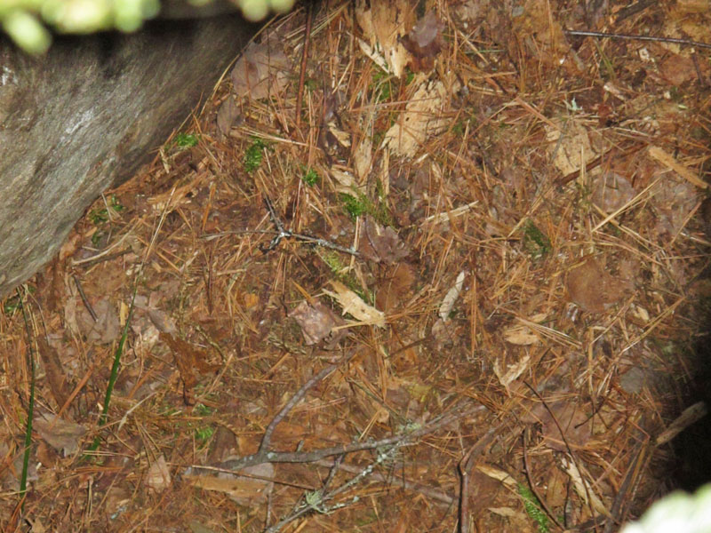 bedding in Lily's den - Oct 26, 2011