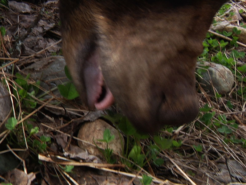 Lily_eating_clover_-_20110510