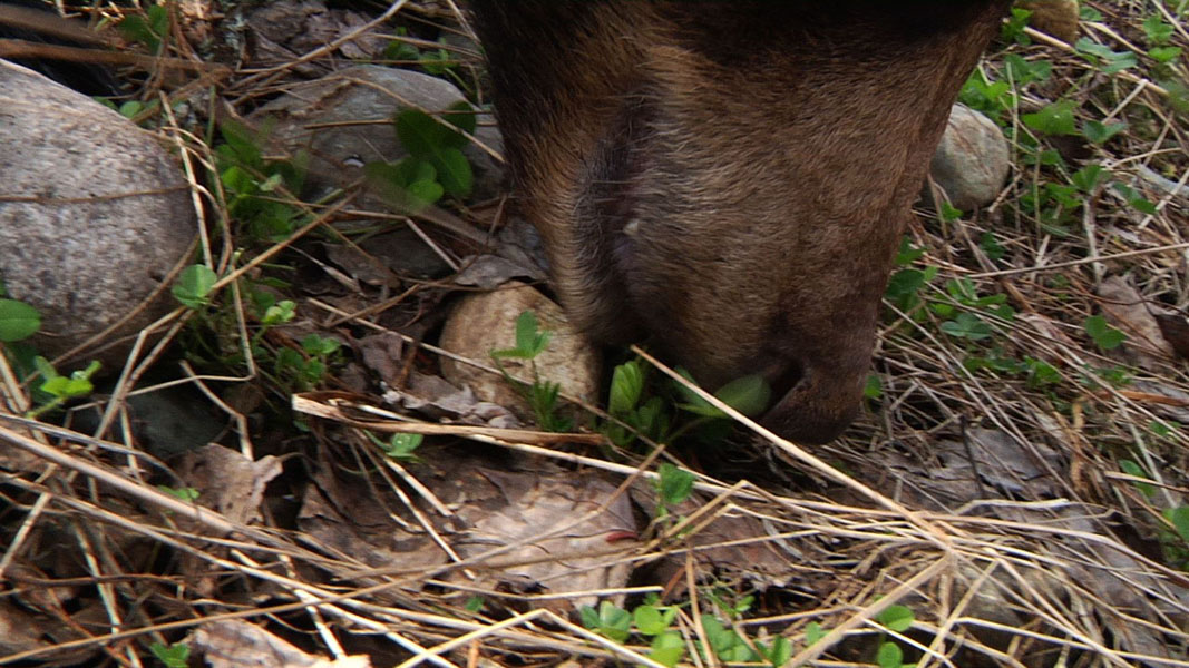 Lily_eating_clover_2_-_20110510