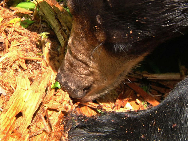 Lily_eating_pupae_-_20110704jpg