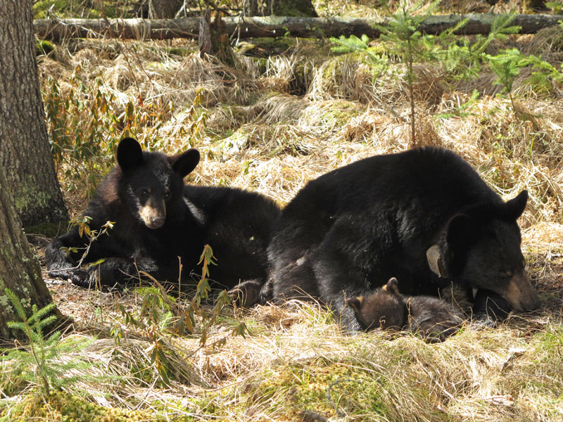 Lily_et_al_-_20110429