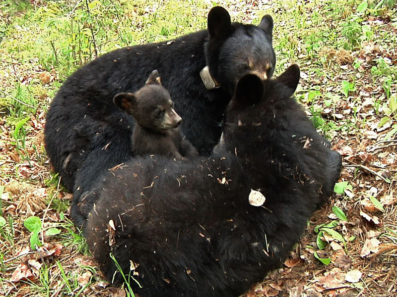 Lily_et_al_-_20110603