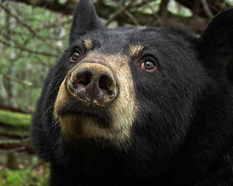 Pensive Lily before becoming famous  