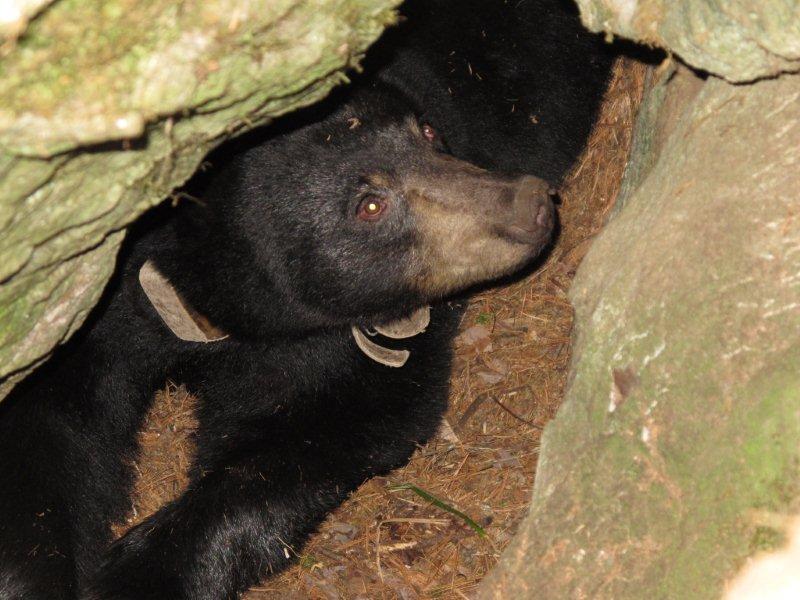 Lily in her den - Nov 12, 2011