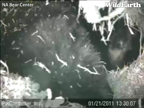 Lily_labor_-_20110121_133007